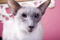 Siamese Cat Watching Royalty Free Stock Photo