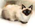 Siamese Cat Watercolor Animals Pets Illustration Hand Painted