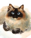 Siamese Cat Watercolor Animals Pets Illustration Hand Painted