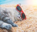 Siamese cat relaxing on the beach Royalty Free Stock Photo