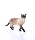 Siamese cat on a white background Royalty Free Stock Photo