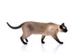 Siamese cat on a white background Royalty Free Stock Photo