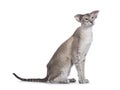 Siamese cat on white background Royalty Free Stock Photo