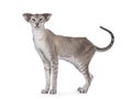 Siamese cat on white background Royalty Free Stock Photo