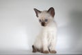 An siamese cat on a white background