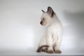 An siamese cat on a white background