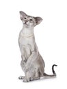 Siamese cat on white background Royalty Free Stock Photo