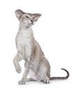 Siamese cat on white background Royalty Free Stock Photo