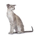 Siamese cat on white background Royalty Free Stock Photo