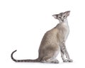 Siamese cat on white background Royalty Free Stock Photo