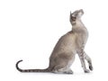 Siamese cat on white background Royalty Free Stock Photo