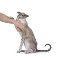 Siamese cat on white background Royalty Free Stock Photo