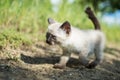 Siamese cat Royalty Free Stock Photo