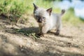 Siamese cat Royalty Free Stock Photo