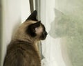 Siamese Cat in Window with Reflection Royalty Free Stock Photo