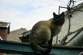 Siamese cat on a wooden fence. love animals.