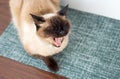 Siamese cat yawning lying on the table