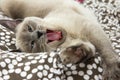 Siamese Cat Yawning and Stretching