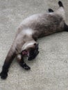 Siamese cat yawning and stretching