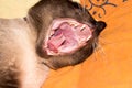 Siamese cat yawns.The Siamese cat showed its fangs. Royalty Free Stock Photo