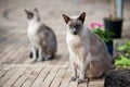 Siamese cats Royalty Free Stock Photo