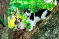 Siamese cats climb trees to catch squirrels. But it can not climb down Royalty Free Stock Photo