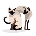 Siamese cats love.Romantic Couple of siam Cute elegant, graceful cats. isolated vector. kawaii illustration