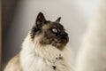 Siamese cats are a silver-gray color with blue eyes, these pretty kittie sitting and waiting for food.