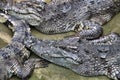 Siamese crocodile Royalty Free Stock Photo