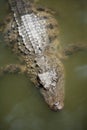 Siamese Crocodile Royalty Free Stock Photo