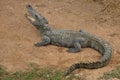 Siamese crocodile Royalty Free Stock Photo