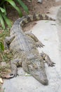 Siamese Crocodile Royalty Free Stock Photo