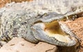 Siamese Crocodile close up Royalty Free Stock Photo