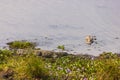 The Siamese crocodile (Crocodylus siamensis) on a Bau Sau (Crocodile Lake), Nam Cat Tien National Park Royalty Free Stock Photo