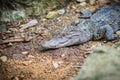 Siamese crocodile crocodylus siamensis conceal low on ground.