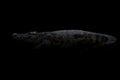 Siamese crocodile in the dark Royalty Free Stock Photo