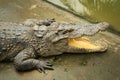 Siamese crocodile Crocodylus siamensis on a farm near My Tho, Vietnam. This is an endangered species of medium-sized freshwater