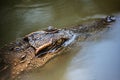 The Siamese crocodile (Crocodylus siamensis) is a freshwater crocodile Royalty Free Stock Photo