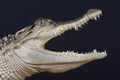 Siamese crocodile / Crocodylus siamensis Royalty Free Stock Photo