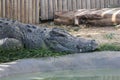 Siamese crocodile Crocodylus siamensis Royalty Free Stock Photo
