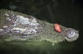 Siamese crocodile Crocodylus siamensis lurking in swamp