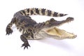 Siamese crocodile, Crocodylus siamensis Royalty Free Stock Photo