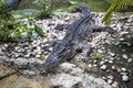 Siamese Crocodile at Dusit Zoo, Bangkok Thailand Royalty Free Stock Photo