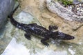 Siamese Crocodile at Dusit Zoo, Bangkok Thailand Royalty Free Stock Photo