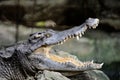 Siamese Crocodile Royalty Free Stock Photo