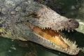 Siamese crocodile head. Royalty Free Stock Photo