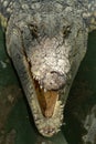 Siamese crocodile head. Royalty Free Stock Photo