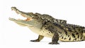 Siamese Crocodile with Open Jaws on White Royalty Free Stock Photo