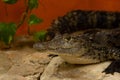 Siamese crocodile is resting on the rock in the garden near the fence Royalty Free Stock Photo