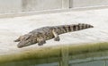 Siamese crocodile sleep on floor in zoo Royalty Free Stock Photo